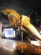 Physeter macrocephalus