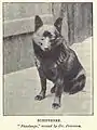 Schipperke de 1904.