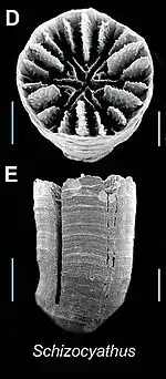 Schizocyathus, Schizocyathidae