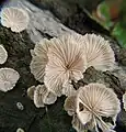 Schizophyllum commune en Misuri, Estados Unidos