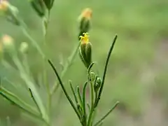 Vista de detalle de la cabeza de la flor.