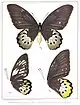 Ornithoptera goliath titan hembra