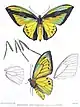 Ornithoptera goliath titan macho