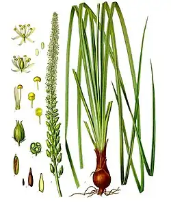 Schoenocaulon officinale (Schltdl. & Cham.) A.Gray ex Benth.