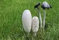 Coprinus comatus en Alemania. Ejemplares con sombreros jóvenes y maduros.