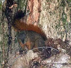 Sciurus igniventris