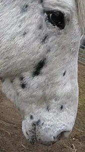 La cabeza de un caballo de color claro con manchas oscuras, mostrando el moteado alrededor de la piel del ojo y el hocico