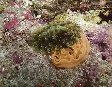 Sclerodoris apiculata realizando una puesta de huevos