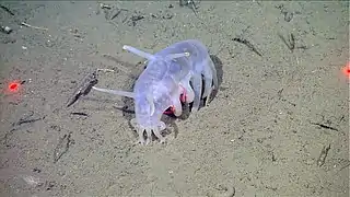 Este pepino de mar de agua profunda, un cerdo de mar, es el único equinodermo que se desplaza mediante locomoción con patas.