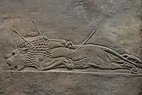 León muerto.
