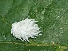 Larva