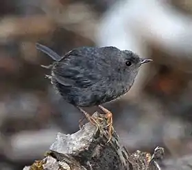 Churrín magallánico (Scytalopus magellanicus)