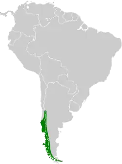 Distribución geográfica del churrín magallánico.