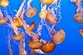 Un enjambre en una exhibición de Monterey Bay Aquarium.