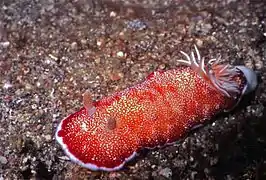 Goniobranchus reticulatus