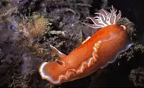 Glossodoris rufomarginata