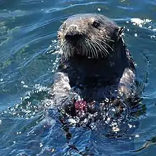 Una nutria marina nadando sobre su espalda, sosteniendo un erizo de mar y rompiendo una roca contra él.