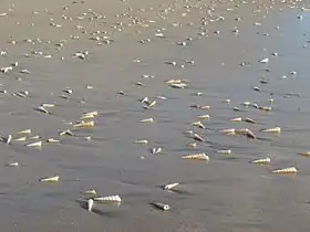 Conchas en Playa Grande.