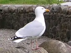 Gaviota argéntea (Larus argentatus).