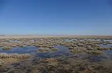 Une vaste étendue d'eau transparente de très faible profondeur d'où émerge par touffes de l'herbe.