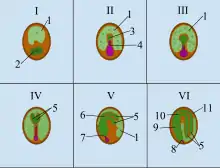 I.- Zigoto: Después de la doble fertilización, el endospermo y cigoto son visibles. II.- Preembrión: El cigoto se divide, creando un proembrión. Se forma el suspensor, que permitirá la transferencia de nutrientes del endospermo al embrión, permitiéndole a este crecer. III.- Globular: El proembrión ha transcurrido ya por varias mitosis, y el eje raíz-brote es visible. Las células embrionarias cerca del suspensor se diferenciarán en raíz, mientras que las células del lado contrario darán lugar al brote. IV.- Corazón: las divisiones celulares en el embrión dan lugar a una forma acorazonada, revelando los cotiledones. V.- Torpedo: la raíz adopta forma de torpedo y aparecen los meristemos apicales de raíz y brote. Los cotiledones son claramente visibles y comienzan a doblarse. VI.- Embrión maduro: se diferencían claramente el epicótilo, hipocótilo y radícula. Los cotiledones son extremadamente visibles.