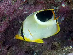 C. ephippium en Izu, Japón