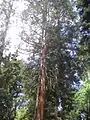 Ejemplar de Sequoiadendron giganteum en el arboreto.