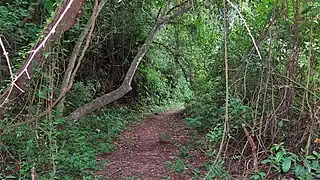 Sendero llamado El Pedemontano  en las yungas del Parque nacional Calilegua