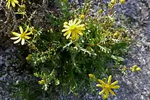 Senecio glaucus.