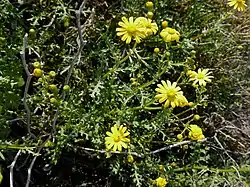 Senecio glaucus en un arenal al norte de La Manga.