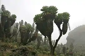 Dendrosenecio kilimanjari en Barranco, al sur del Kibo.