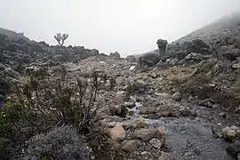 La vegetación en la zona afroalpina es pobre y escasa.