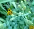 Senecio oxyriifolius subsp oxyriifolius en el Walter Sisulu NBT.