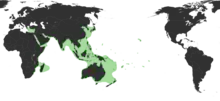 Estimated native range of the bigfin reef squid«Sepioteuthis lessoniana Férussac, 1831 in Lesson, 1830-1831». Global Biodiversity Information Facility. Consultado el 13 de agosto de 2011. «Sepioteuthis lessoniana». Ocean Biogeographic Information System. 