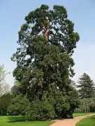 Sequoiadendron giganteum