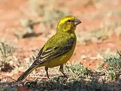 Canario de vientre amarillo (Crithagra flaviventris)