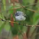 Serpophaga subcristata White-crested Tyrannulet