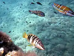 Serranus scriba y Thalassoma pavo en aguas de El Portús.