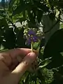 Flor de Fumo Bravo. La Plata, Argentina.