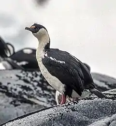 Cormorán imperial (Leucocarbo atriceps).