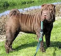 Shar-pei moderno