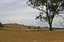 Ovejas en un prado afectado por la sequía en Uranquinty, Nueva Gales del Sur, Australia.