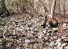 Conchero en superficie, Parque Nacional Biscayne, Florida, Estados Unidos.