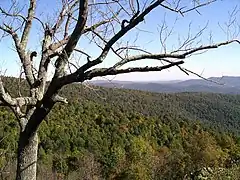 Bosque templado caducifolioVirginia