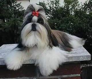 Shih Tzu(China)