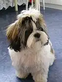 Shih-tzu