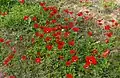 Anemone coronaria, bosque Shokeda