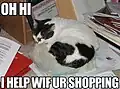 Una imagen lolcat muy común. En el texto, se lee: "Oh, hola. Estoy ayudando con tus compras."