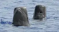 Ballenas piloto de aleta corta espíando en Guam