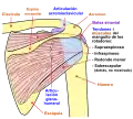 Diagrama de la articulación del hombro, vista posterior.